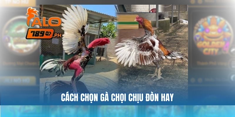 Cách chọn gà chọi chịu đòn hay bách chiến bách thắng qua dáng vóc