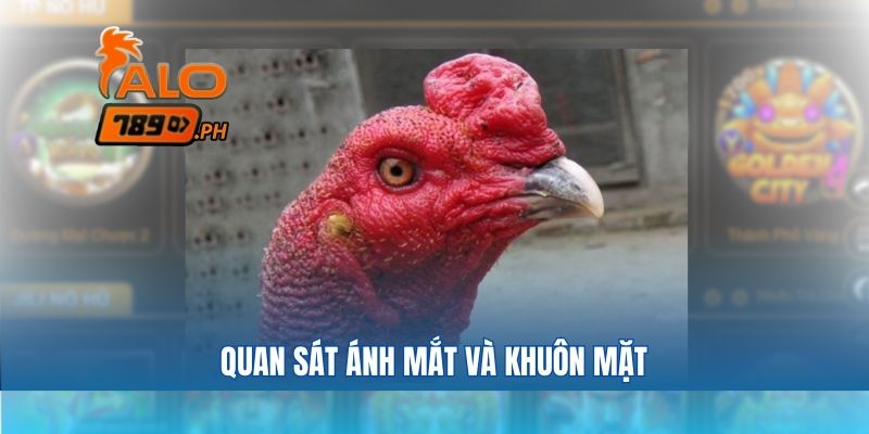 Quan sát ánh mắt và khuôn mặt là mẹo chọn gà chọi qua hình ảnh để cá cược