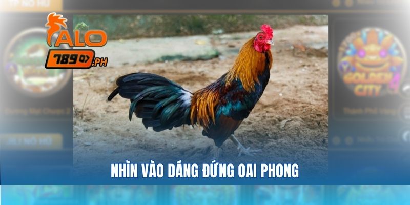Nhìn vào dáng đứng oai phong là mẹo chọn gà chọi qua hình ảnh để cá cược