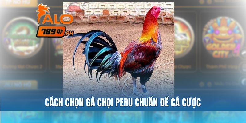Cách chọn gà chọi peru chuẩn để cá cược