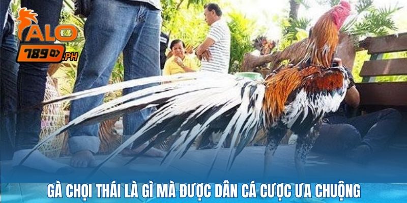 Gà chọi thái là gì mà được dân cá cược ưa chuộng