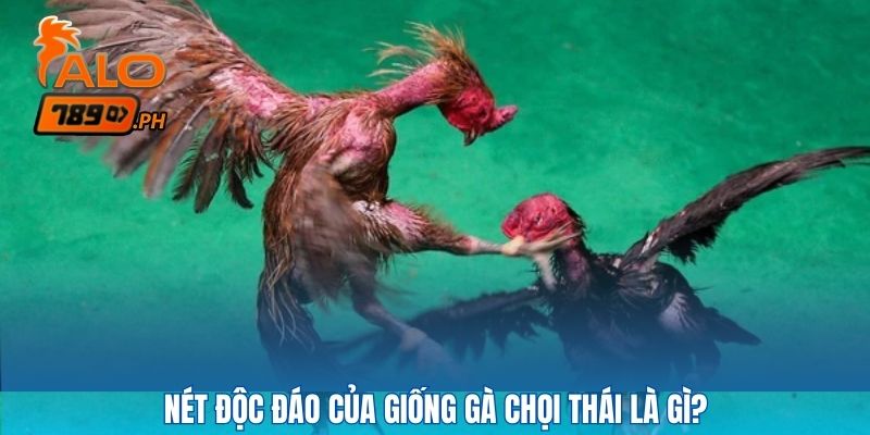 Nét độc đáo của giống gà chọi thái là gì?