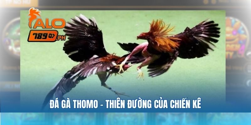 Đá gà thomo – thiên đường của chiến kê