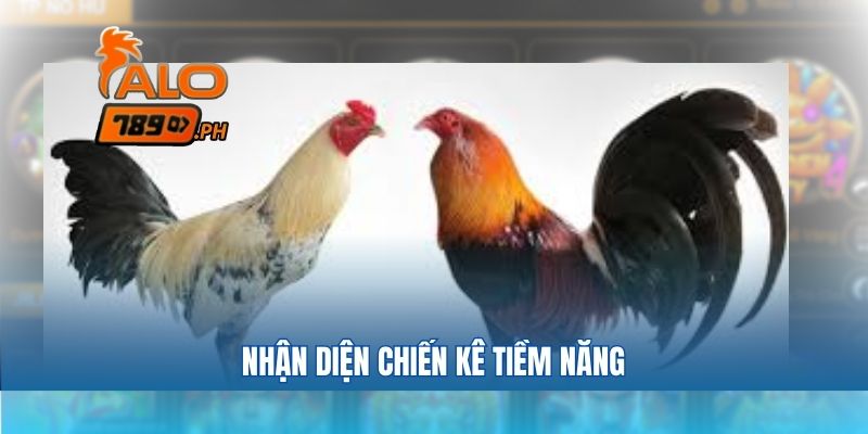 Nhận diện chiến kê tiềm năng