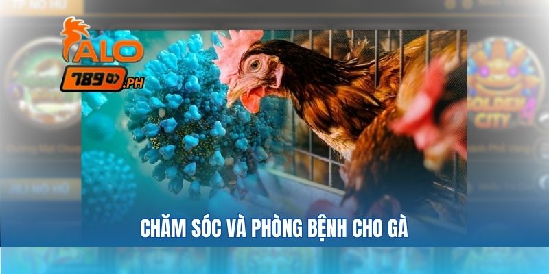 Chăm sóc và phòng bệnh cho gà