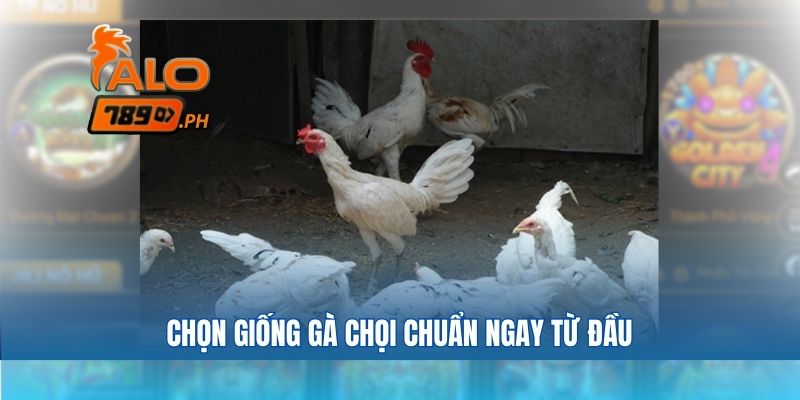 Chọn giống gà chọi chuẩn ngay từ đầu