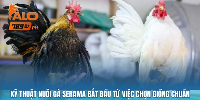 Kỹ thuật nuôi gà serama bắt đầu từ việc chọn giống chuẩn