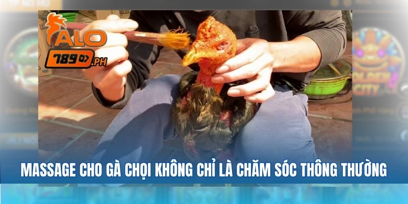 Massage cho gà chọi không chỉ là chăm sóc thông thường