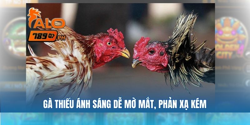 Gà thiếu ánh sáng dễ mờ mắt, phản xạ kém