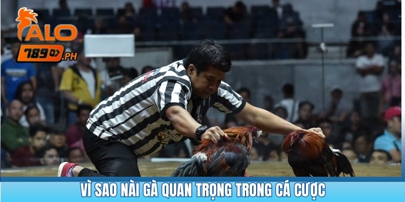 Vì sao nài gà quan trọng trong cá cược