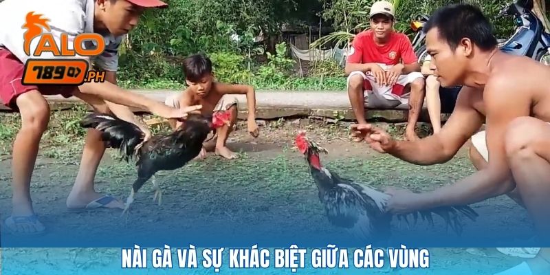 Nài gà và sự khác biệt giữa các vùng