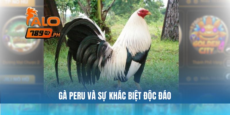 Gà peru và sự khác biệt độc đáo