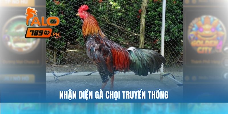 Nhận diện gà chọi truyền thống