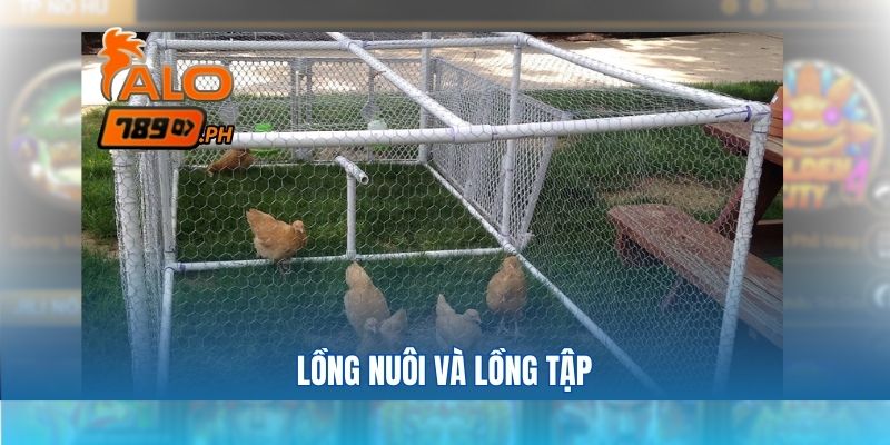 Lồng nuôi và lồng tập