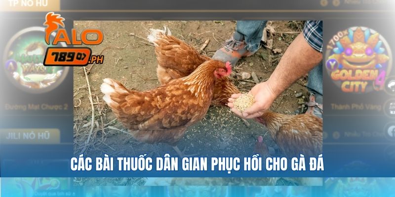 Các bài thuốc dân gian phục hồi cho gà đá