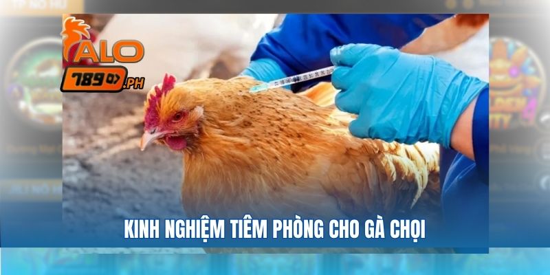 Kinh nghiệm nên tiêm phòng gì cho gà chọi khi tham gia