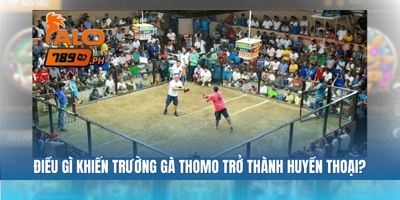 Điều gì khiến trường gà Thomo trở thành huyền thoại?