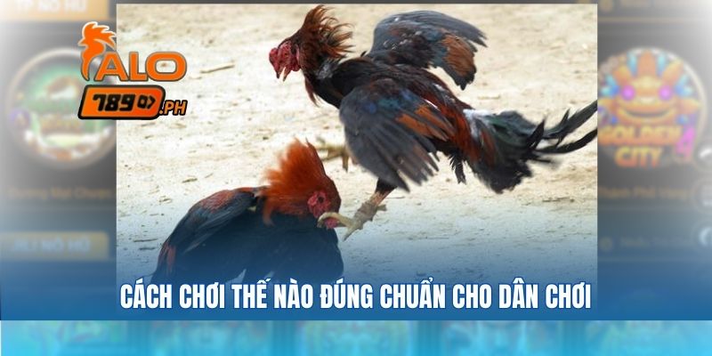 Xổ gà là gì? Cách chơi thế nào là đúng chuẩn cho dân chơi
