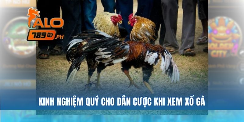 Kinh nghiệm quý cho dân cược khi xem xổ gà